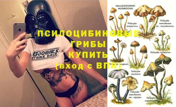 прущие грибы Армянск